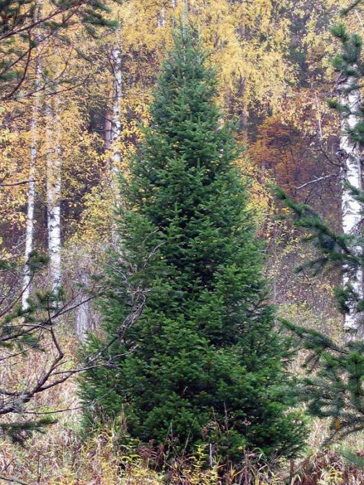 размер взрослых деревьев пихты сибирской