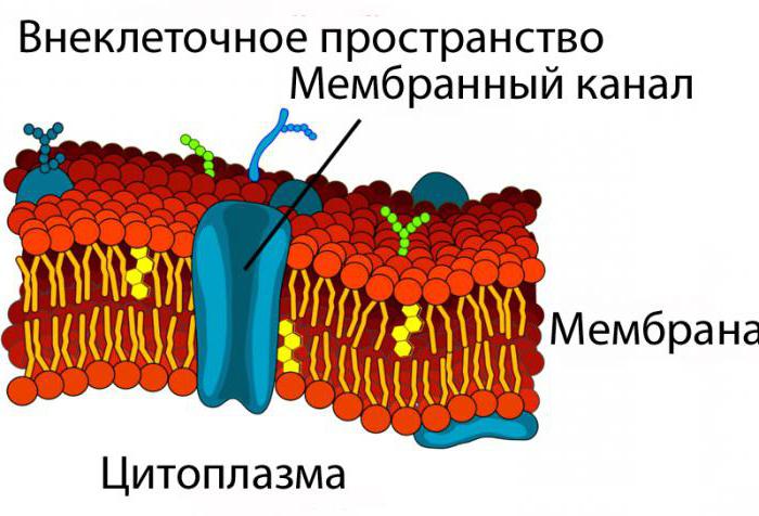 полимерная мембрана