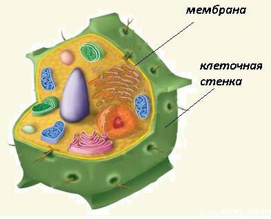 строение и функции мембраны