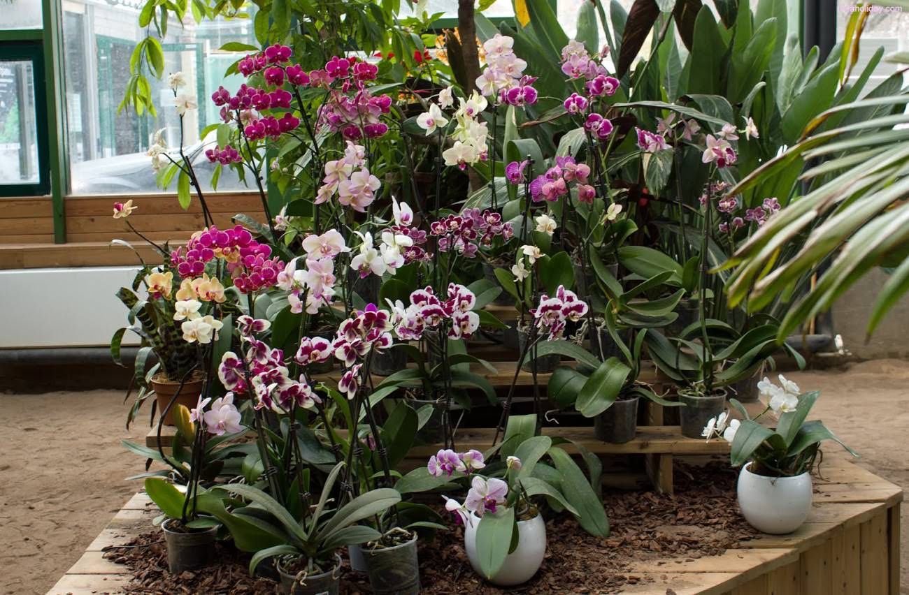 Орхидеи для зимнего сада
