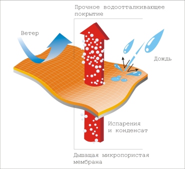 Схема движения влаги в пленке