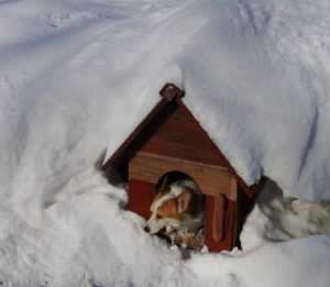 Как сделать теплую будку для собаки на зиму